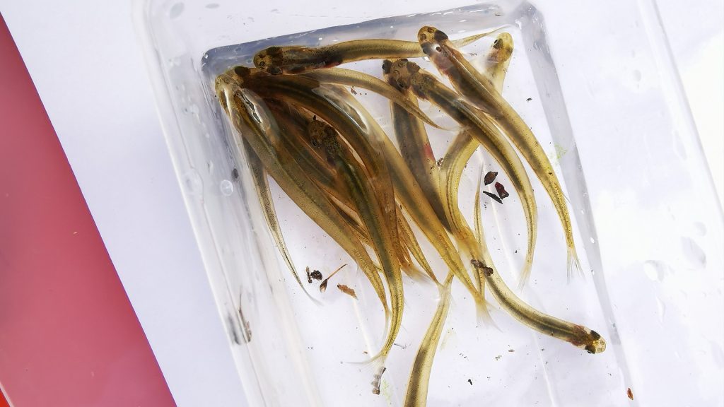 Consultorías y Auditorías Ambientales Especializadas