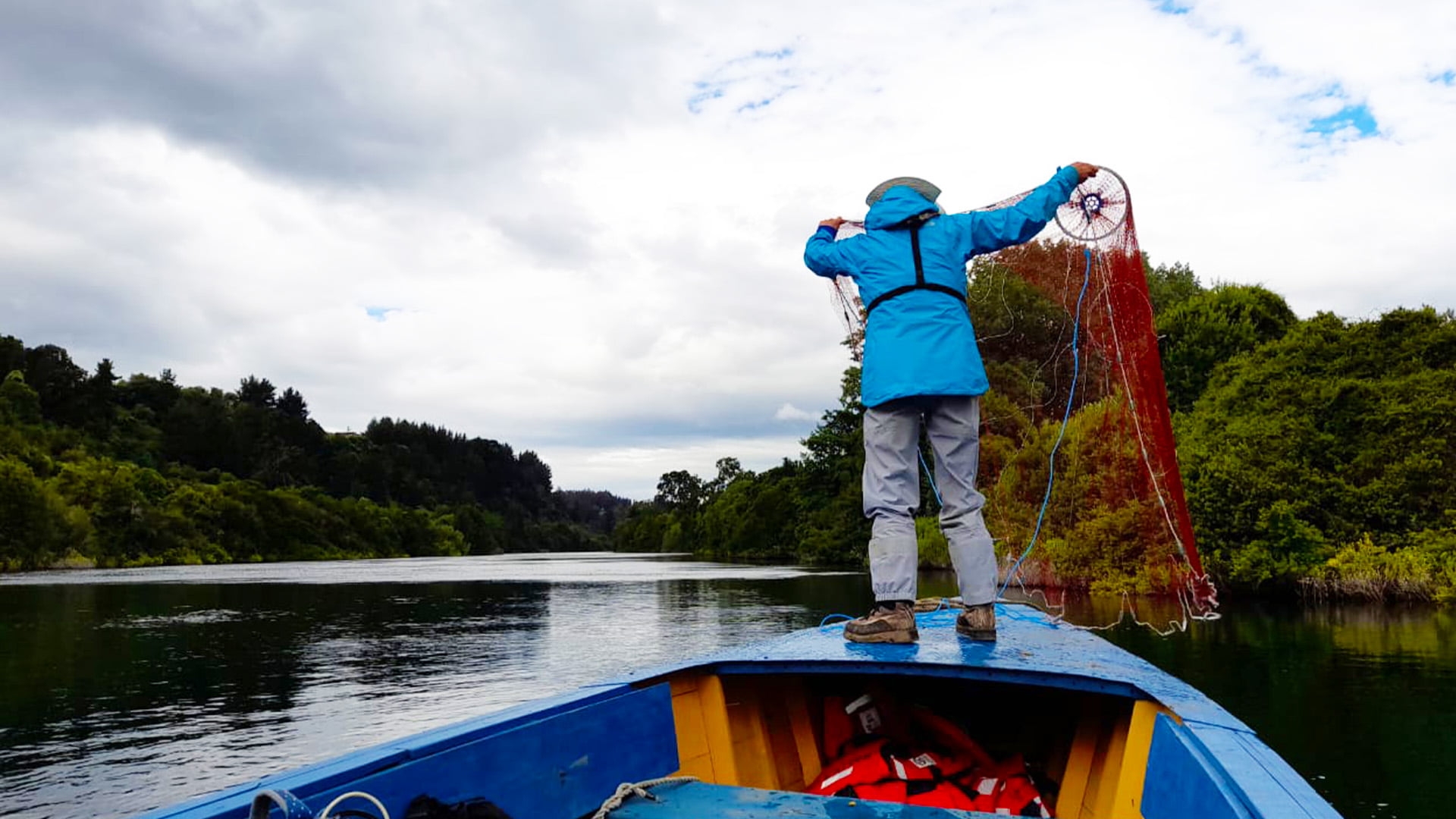 Estudio de fauna en Rio Bueno, Región de Los Ríos