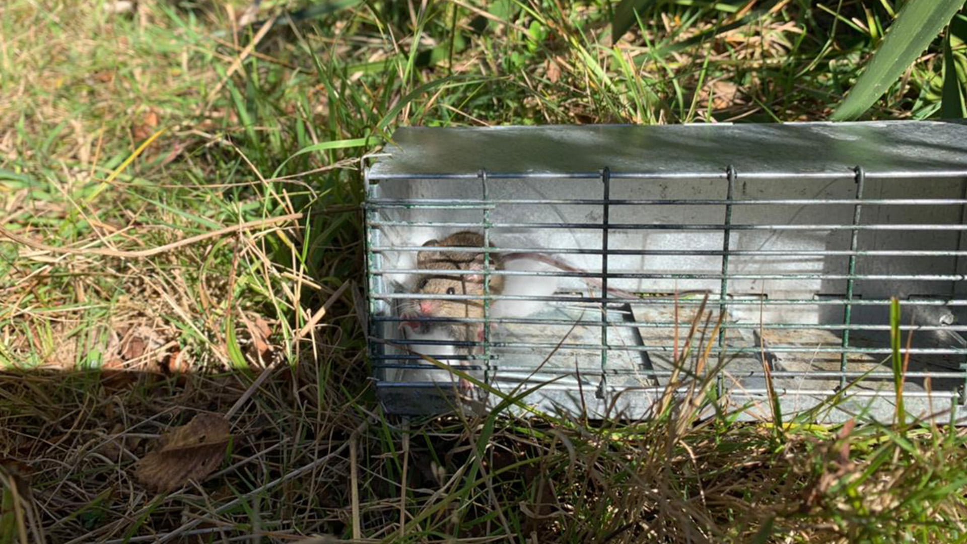 Estudio de Micro mamíferos Oligoryzomys longicaudatus